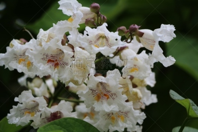 梓木,白色,紫薇科树,水平画幅,绿色,无人,夏天,植物,花头,鲜花盛开