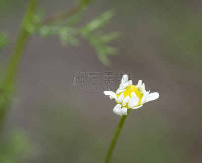 甘菊,感冒药,美国,水平画幅,无人,洋甘菊茶,健康保健,户外,3到4个月,草本