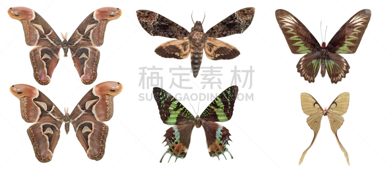 蛾,蝴蝶,水平画幅,晚霞蛾,全景,动物,昆虫,脆弱,摄影,飞
