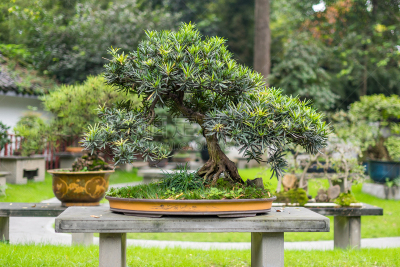 公园,盆景,桌子,传统,花盆,禅宗,小的,自然美,中国,树干