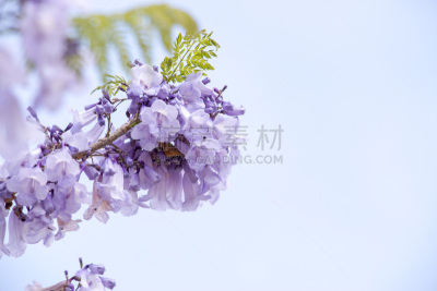 紫薇科树,青绿色,天空,背景聚焦,水平画幅,无人,夏天,泰国,花束,花蕾