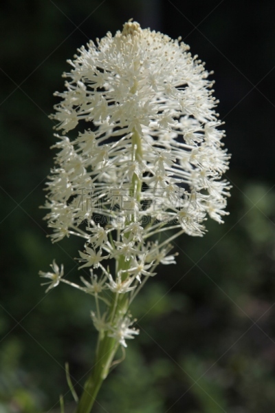 斯里沃佛尔,雷尼尔雪山,雨山国家公园,华盛顿州,垂直画幅,水,美国,瀑布,无人,户外