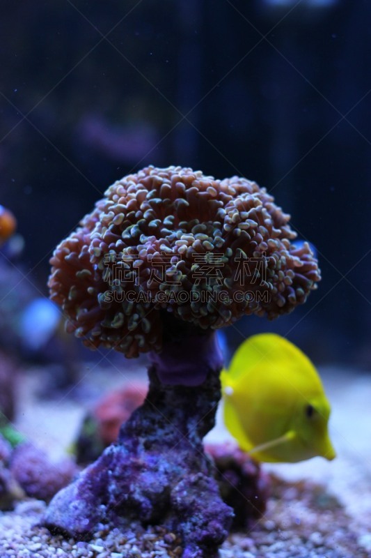 水族馆,唱片,珊瑚,垂直画幅,水,锤子,水下,特写,犹他,礁石