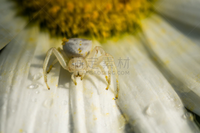 蟹蛛,白色,花粉,花瓣,有包装的,水平画幅,无人,雨滴,蜘蛛,南非