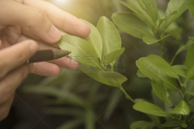 患病植物,生物科技,叶子,科学家,手,水笔,橙子,昆虫学家,毛虫,质检人员