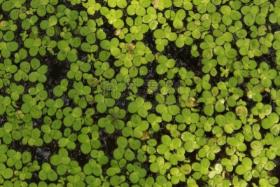 浮萍,水生动植物,印度次大陆人,植物群,地形,户外,季节,夏天,绿色,式样