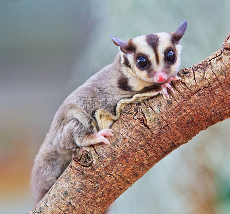 calymene Breviceps calymene-breviceps