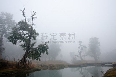 特莱,地形,冬天,雾,奇旺,寒冷,水平画幅,无人,热带树,印度次大陆