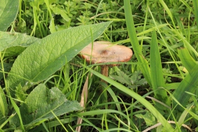 蘑菇,森林,褐色,自然,普通马勃,水平画幅,秋天,无人,户外,荷兰南部