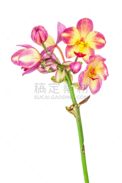 兰花,粉色,陆地,分离着色,白色,自然,垂直画幅,无人,泰国,红色