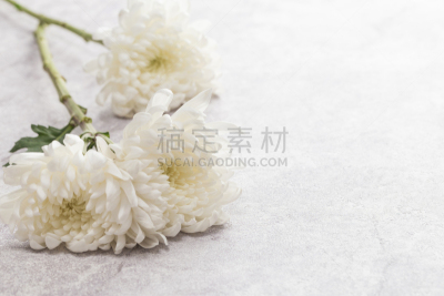 菊花,自然美,白色,自然,芳香的,黄色,季节,图像,花瓣,清明节
