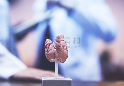 甲状腺,背景聚焦,模型,办公室,水平画幅,会议,健康保健,病人,数据