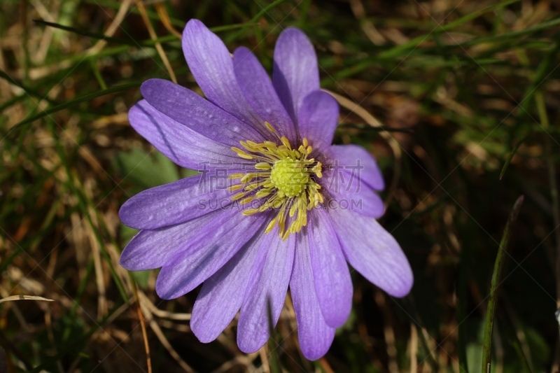 Anemone blanda en fleur au début du printemps