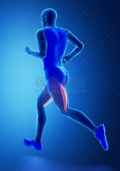 人类肌肉,股二头肌,垂直画幅,身体受伤,人类骨架,韧带,四肢,努力,软骨