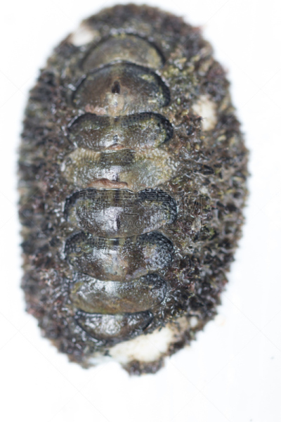 软体动物,polyplacophora,海洋,多样,公亩,教室,比例,垂直画幅,水下,在边上