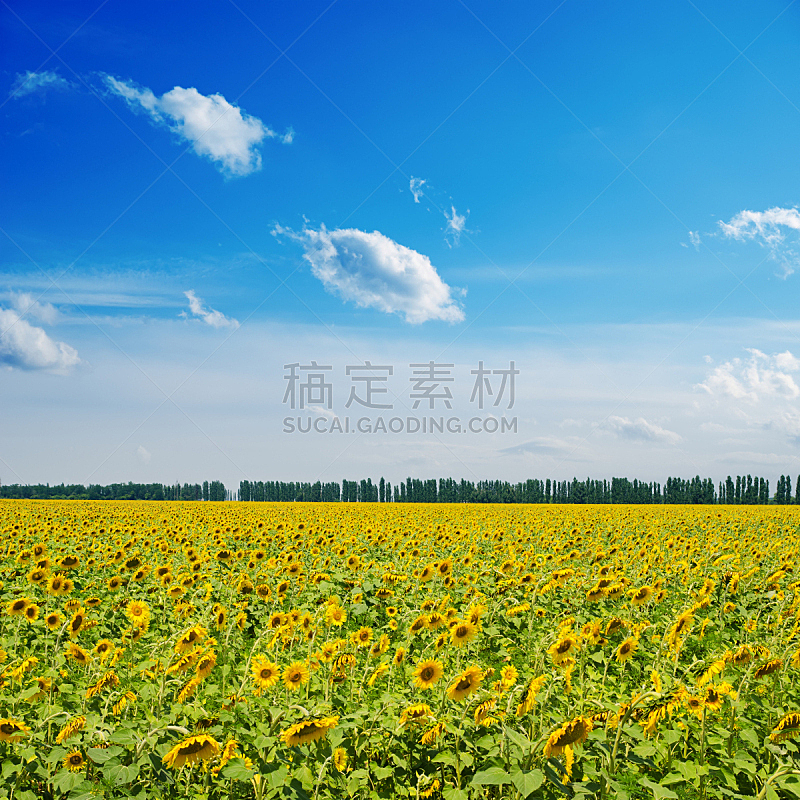 田地,向日葵,天空,无人,夏天,户外,农作物,地平面,农业,花头