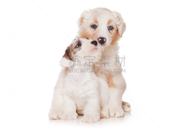 白色,希利哈姆犬,分离着色,正面视角,纯种犬,水平画幅,注视镜头,可爱的,家畜,两只动物