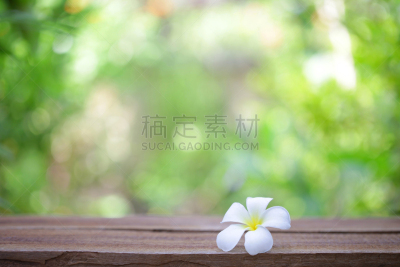 赤素馨花,仅一朵花,桌子,木制,阿罗哈,美,水平画幅,巴厘岛,无人,异国情调