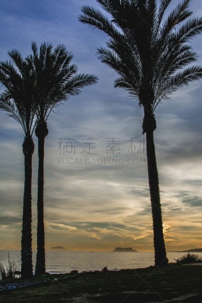 棕榈树,直布罗陀海峡,埃斯特波纳,马拉加省,海滩,西班牙,在之间,风景,安达卢西亚,垂直画幅