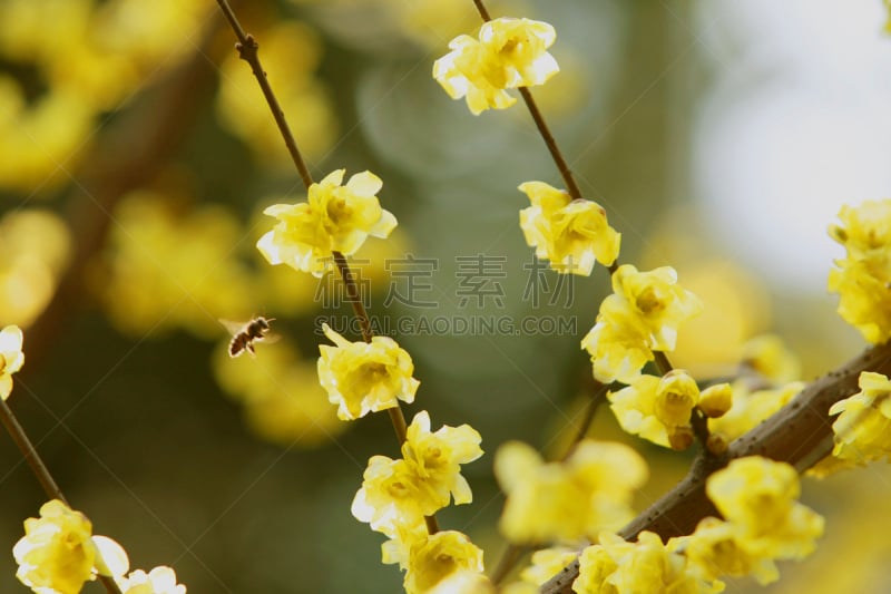 梅花,蜜蜂,植物,水平画幅,冬天,中国,枝,摄影,飞,花