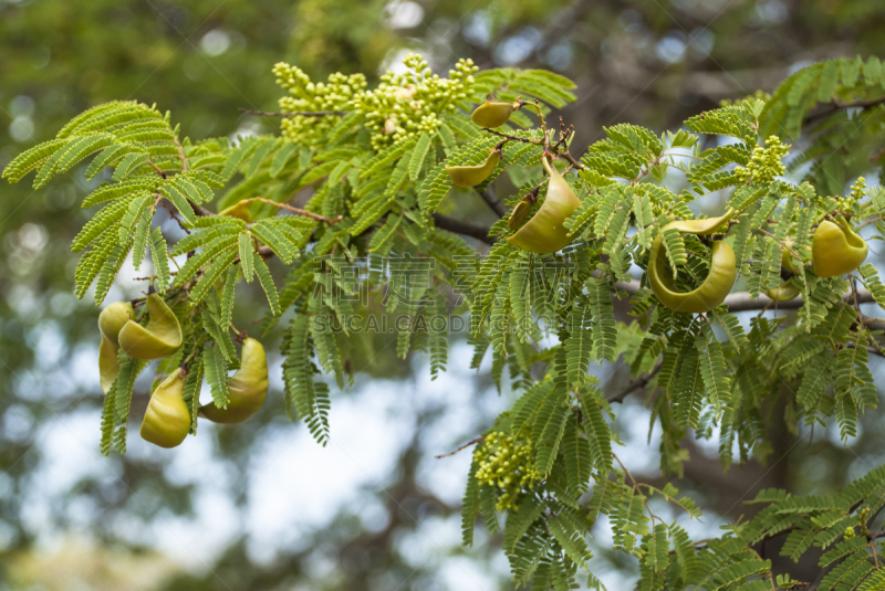 divi divi tree,豆荚,云实,库拉索,荷兰加勒比海,波耐尔,阿鲁巴,利沃德,背风群岛,列华群岛