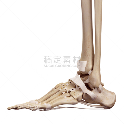 韧带,足,肌腱,踝,人类骨架,形状,人类脚趾,绘画插图,科学,生物学
