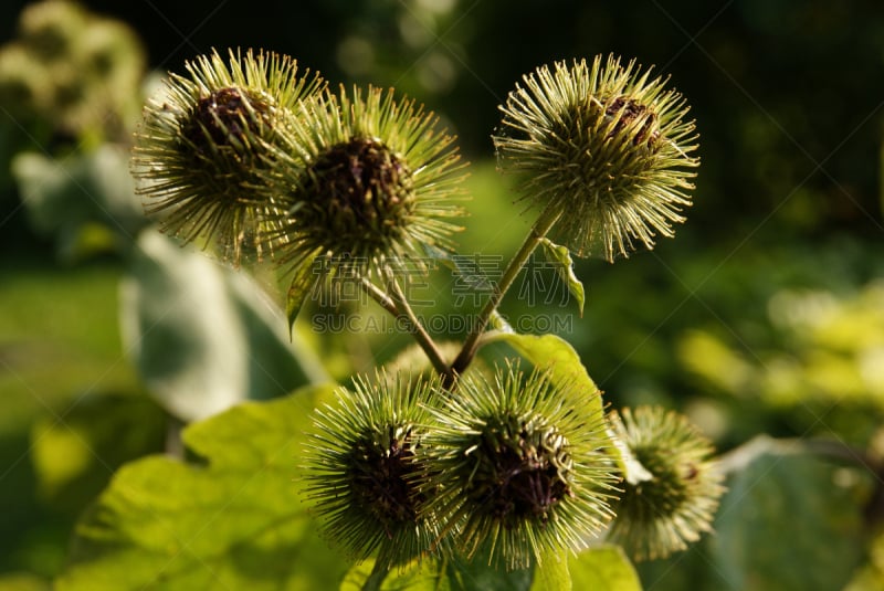 牛蒡,荆棘,秧苗,自然,水平画幅,无人,夏天,野生植物,特写,生长