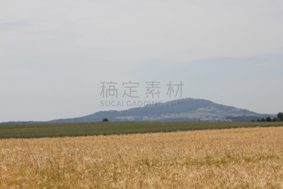 苏黎世机场,苏黎士,裸麦,水平画幅,无人,机场,夏天,小麦,谷类,摄影