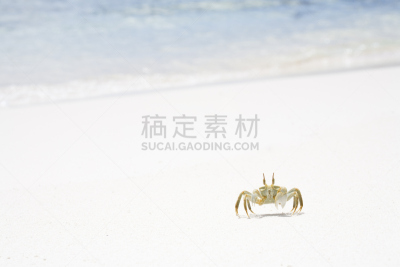 鬼蟹,有角的,选择对焦,水,留白,水平画幅,沙子,无人,户外,前景聚焦