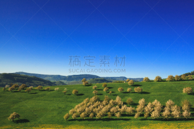 樱桃树,花朵,艾哥维省,留白,水平画幅,樱花,无人,户外,园艺,清新