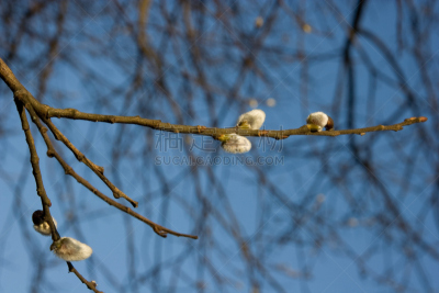 花蕾,芽痕,自然,图像聚焦技术,选择对焦,美,水平画幅,无人,色彩鲜艳,优美