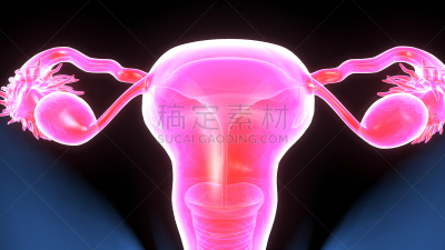 绘画插图,三维图形,人体结构,女性生殖系统,输卵管,子宫颈,骨盆,卵巢,妇科检查,人体子宫