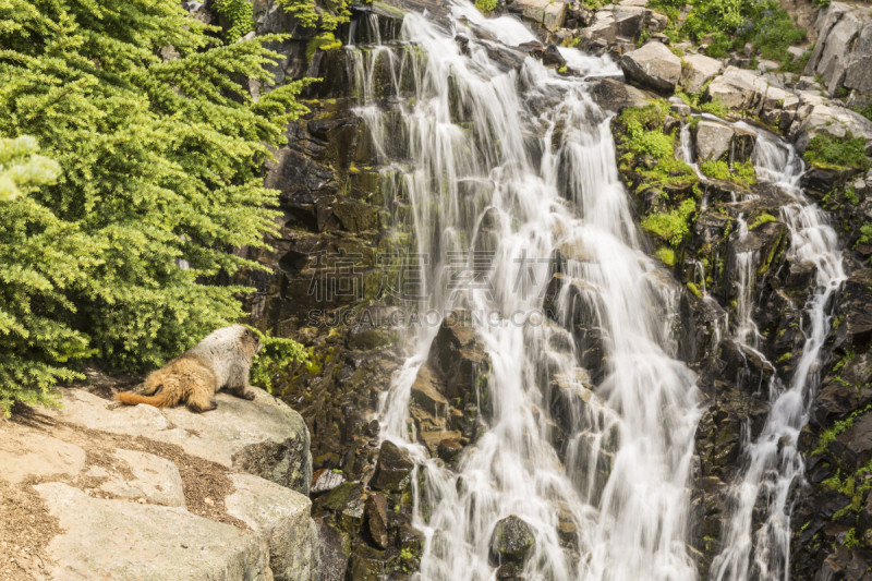 旱獭,edith creek,漫涛瀑布,皮尔斯县,雨山国家公园,雷尼尔雪山,卡斯基德山脉,水,国家公园,水平画幅