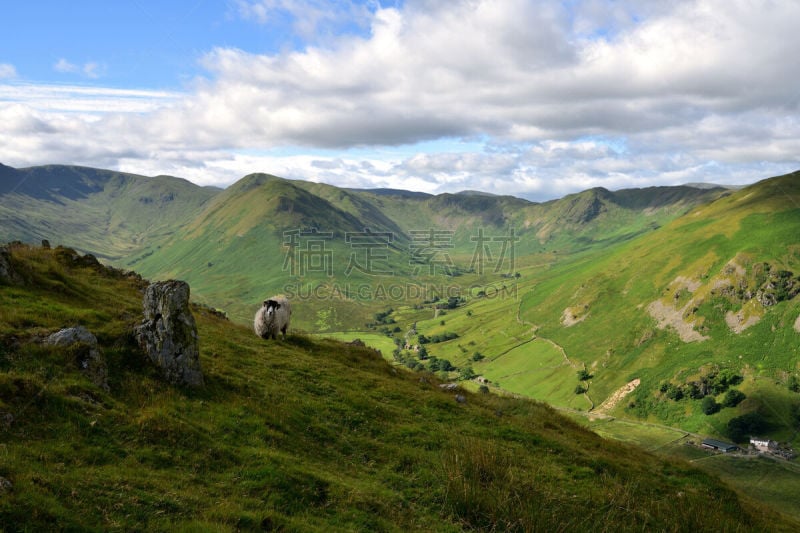 鹭管鱼,马丁戴尔,安格勒堂峰,英格兰湖区,农舍,草地,国家公园,水平画幅,山,家畜