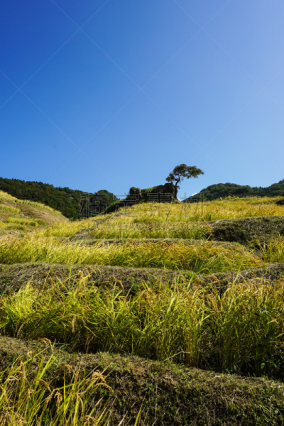 稻田,稻,石川县,城市,城镇,梯田,垂直画幅,天空,美,无人