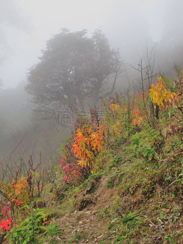 雾,早晨,自然,垂直画幅,休闲活动,旅游目的地,秋天,雪,无人,喜马拉雅山脉