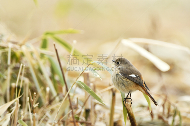 雌性动物,红尾鸲属,自然,留白,褐色,野生动物,水平画幅,可爱的,无人,日本