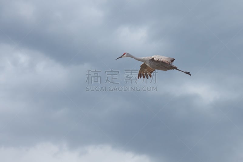 沙丘鹤,乌云,旅途,野生动物,环境,云,白鹭,鹳,印地安娜,动物