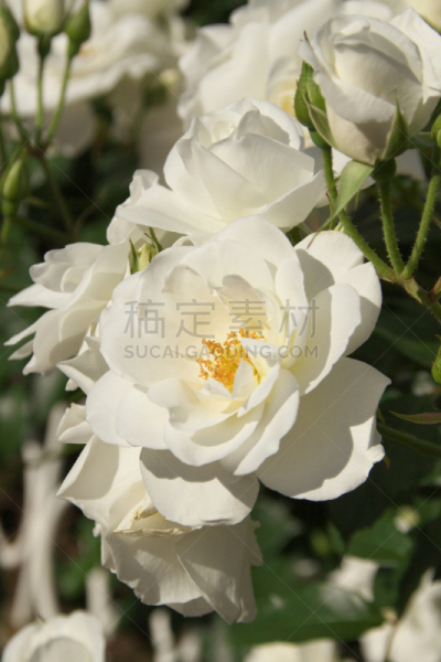 自然,垂直画幅,秋天,无人,日本,玫瑰,特写,自然美,白色,春天