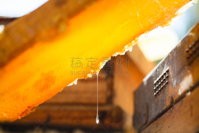 蜂箱,蜂蜜,麻疹乐队,彼得罗,beekeeper,蜂蜡,褐色,梳子,水平画幅,夏天