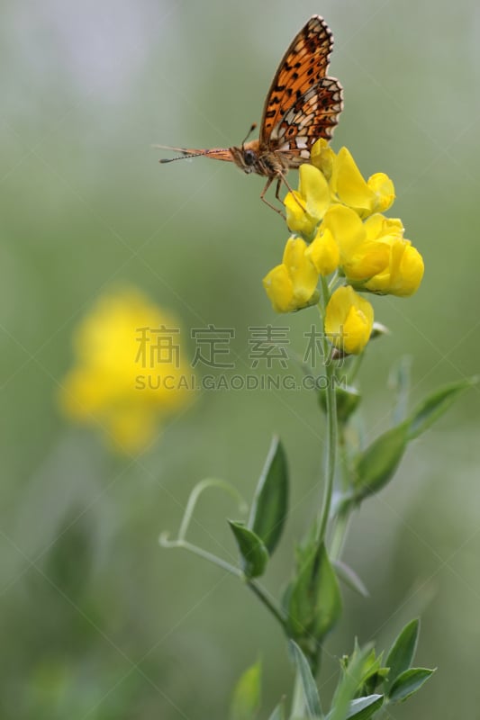 珍珠牡蛎,豹纹蝶,豌豆,小的,草地,自然,垂直画幅,野生动物,无人,黄色