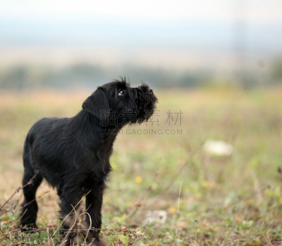 苏格兰粗毛猎狐犬,黑色,美,水平画幅,侧面像,梗犬,美人,夏天,户外,草