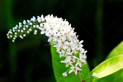 水平画幅,山,无人,旭川,夏天,北海道,仅一朵花,虎,珍珠菜,白色
