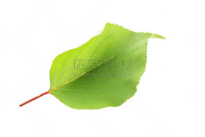 叶子,白色,绿色,分离着色,水平画幅,枝繁叶茂,无人,泥土,夏天,特写