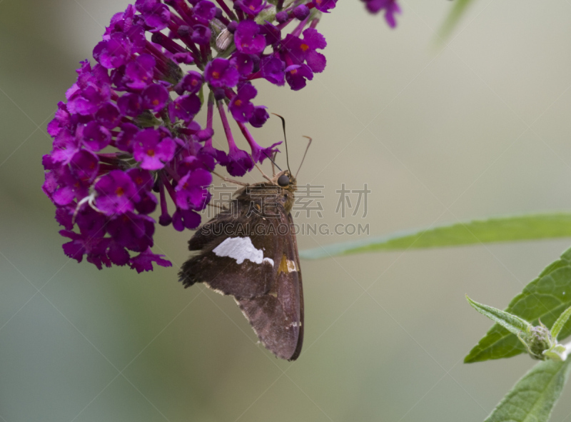 醉鱼草,银星弄蝶,水平画幅,彩色图片,蝴蝶,无人,紫色,仅一朵花,摄影,花