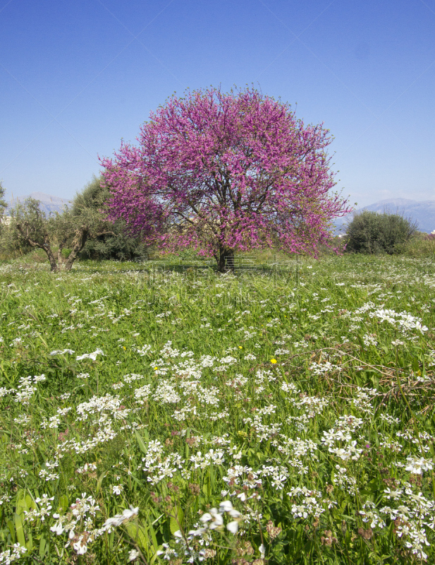 春天,judas,achaia,紫荆树,茼蒿菊,垂直画幅,无人,户外,草,四季