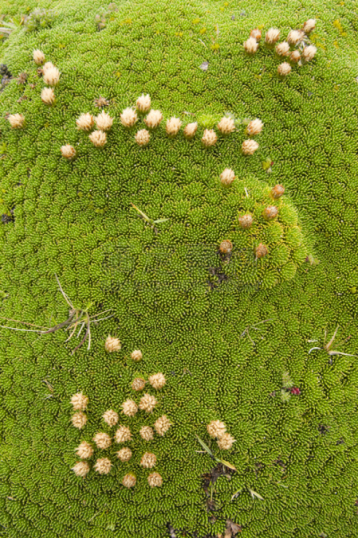 yareta,大特写,自然,垂直画幅,正面视角,厄瓜多尔,高视角,绿色,无人,抽象