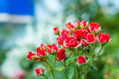 夏天,田地,南,囚犯工厂,水平画幅,无人,潮虫,奥斯提若,户外,野生植物