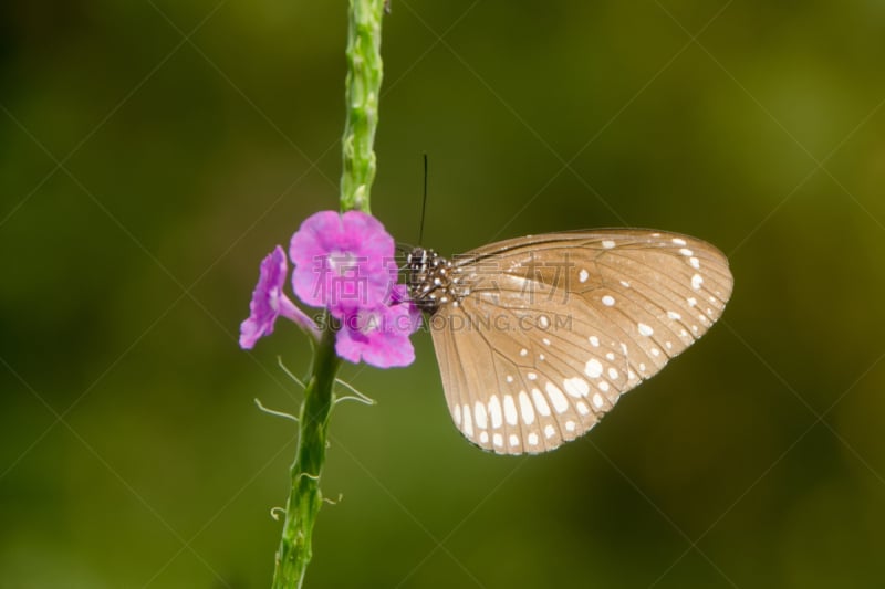 鹭管鱼,乌鸦,白蝴蝶,灰蝶科,褐色,水平画幅,蝴蝶,蓝色,节肢动物,草