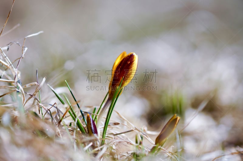 番红花属,草,春天,黄色,一只动物,干的,小前锋,雪番,石南科灌木,番红花